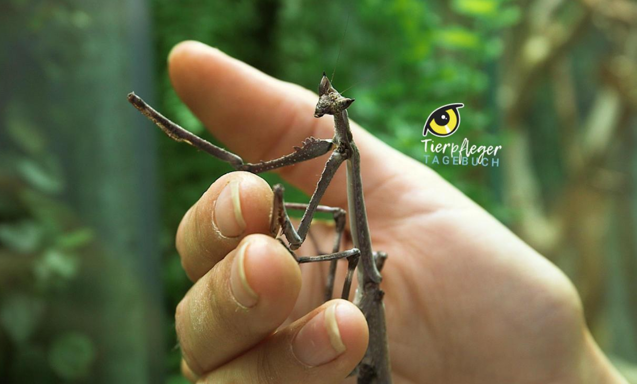 Heute.at - Große Astmantis zieht ins Haus der Schrecken