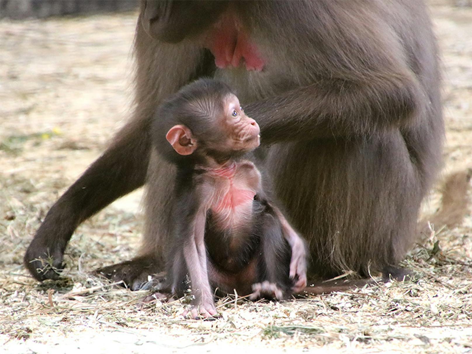 Unter den Deschlada-Affen aus Äthiopien gab es heuer zum sechsten Mal in den letzten 18 Monaten Nachwuchs. Und drei Wochen später kam schon das nächste! Auch die Kängurus, mit denen sie zusammenwohnen, haben sich heuer vermehrt und versorgen zwei Babys in ihren Beuteln.&nbsp;