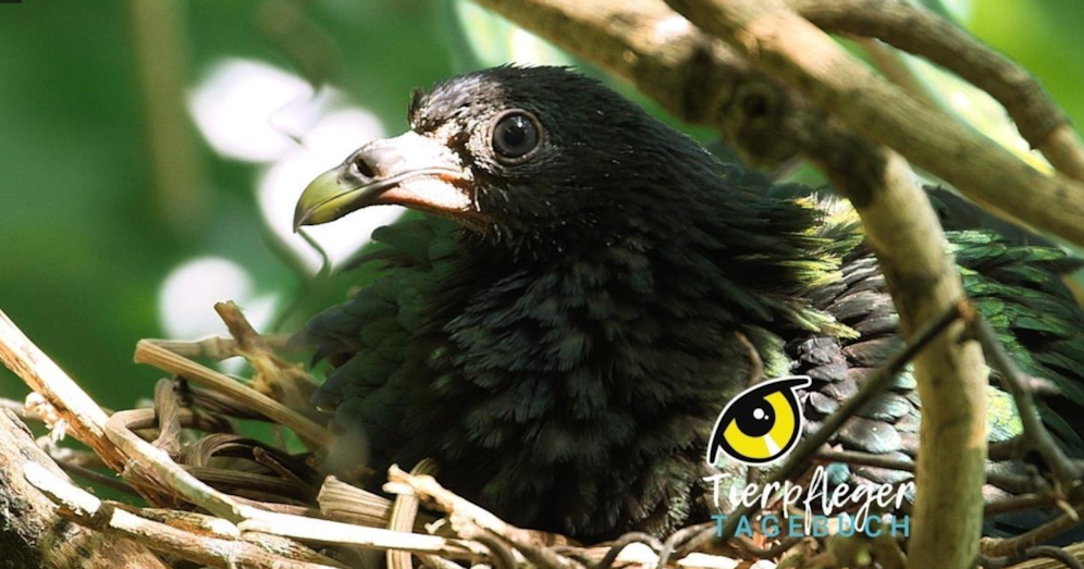 Das Tierpfleger-Tagebuch aus Schönbrunn - nur hier bei 