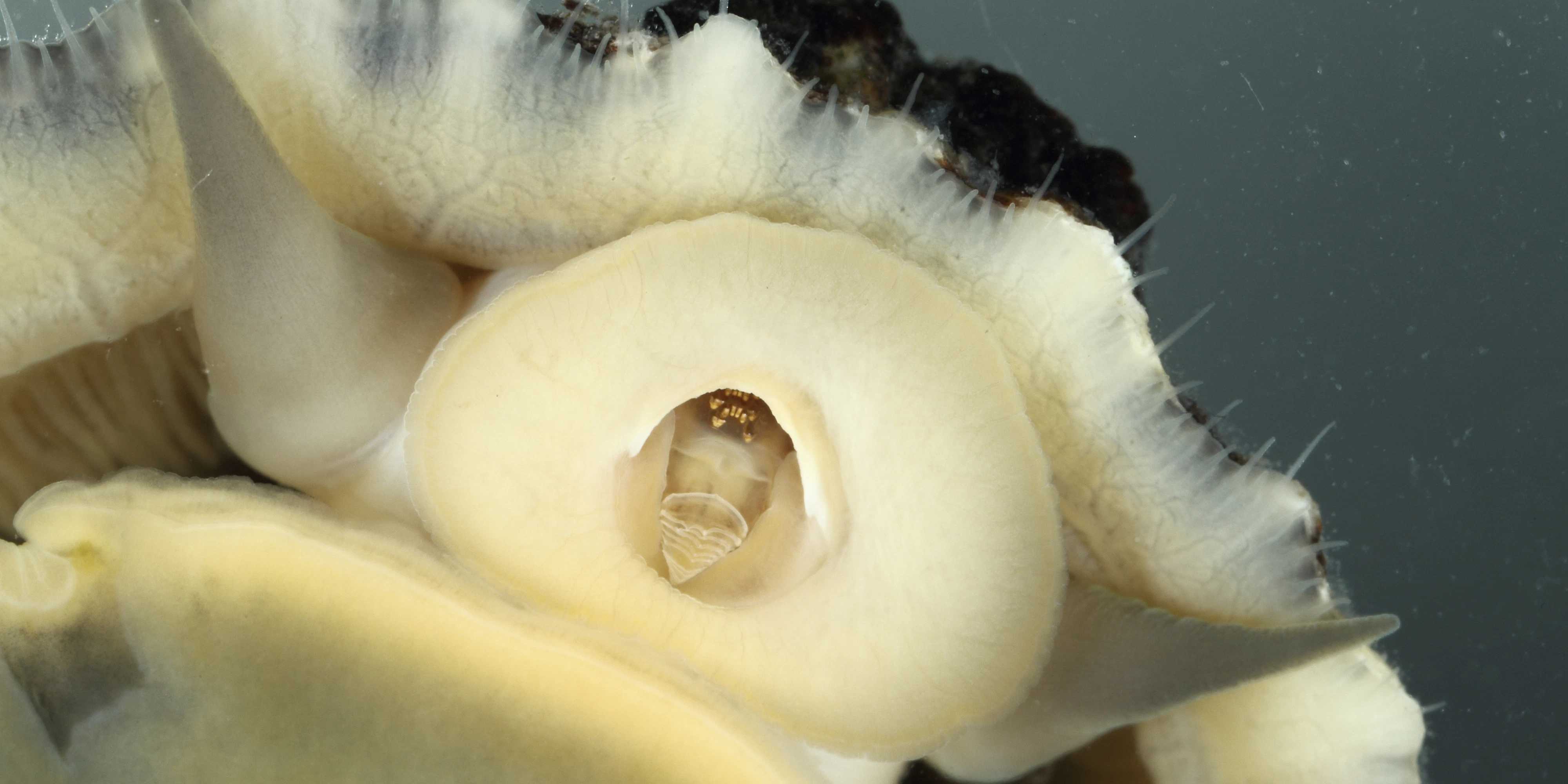 So sieht Patella vulgata unter ihrem schützenden Schneckenhaus aus