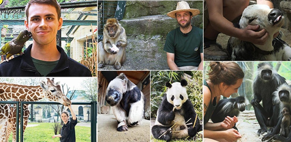 Das Tierpfleger-Tagebuch aus Schönbrunn - nur hier bei 