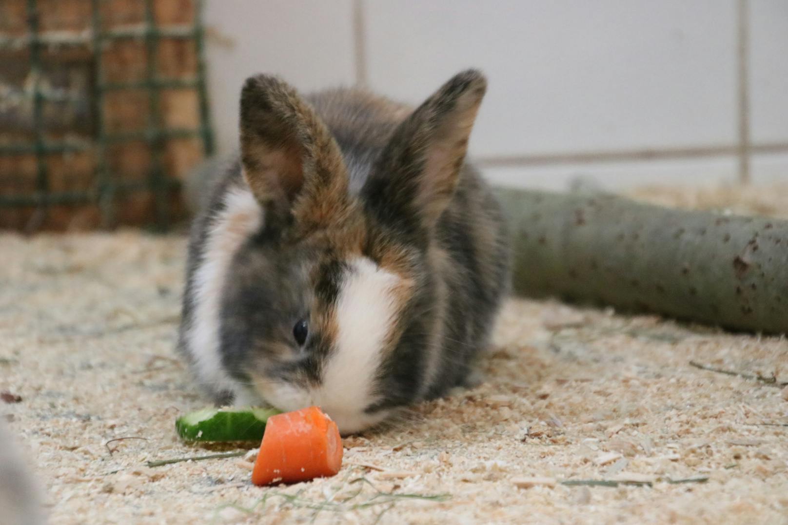 Zwei Kaninchen wurden in der Karwoche 2020 geboren. Karotten sind natürlich ihre Leibspeise.