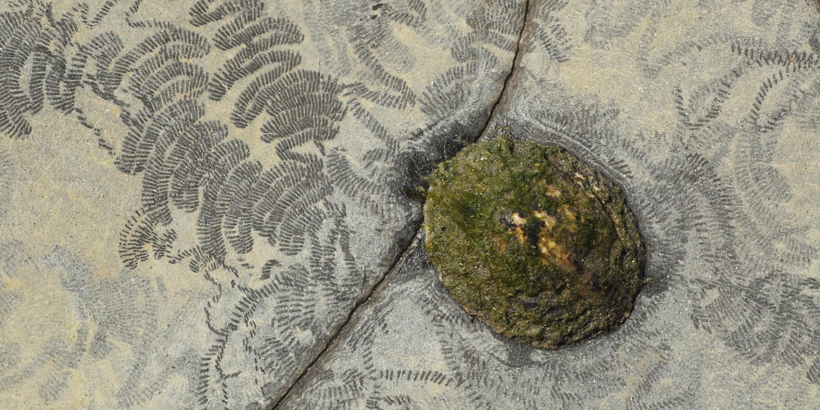 Fressspuren der Gemeinen Napfschnecke (Patella vulgata) auf einem Felsen in der Brandungszone einer Küste
