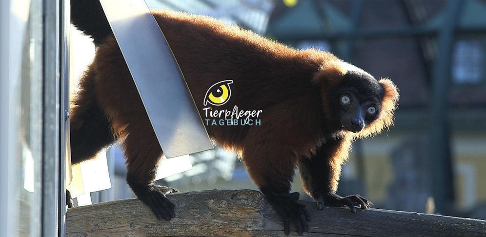 Das Tierpfleger-Tagebuch aus Schönbrunn - nur hier bei 