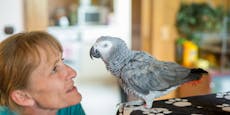 Happy End: Papagei Bubu hat endlich Freunde
