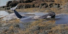 Wal-Herde strandete gleich zweimal - sieben Tiere tot