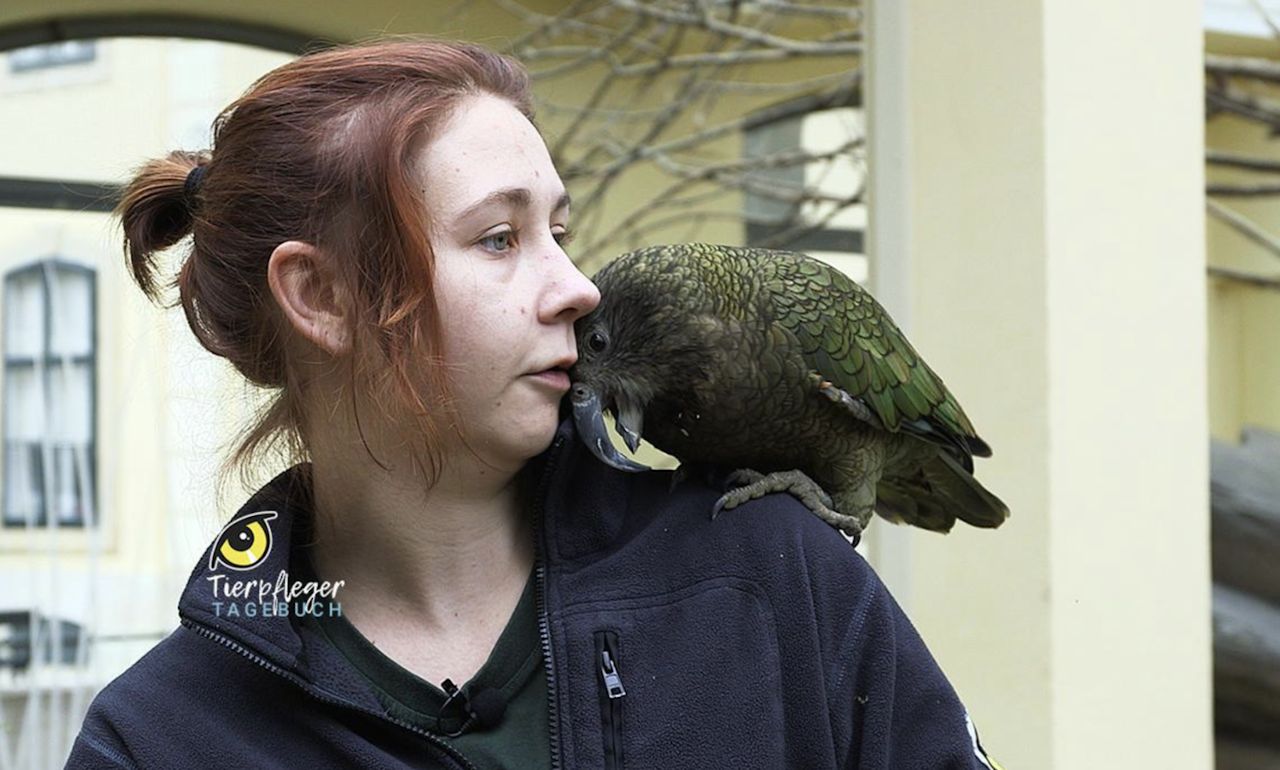 Heute.at - Nikolo-Überraschung für die verspielten Keas
