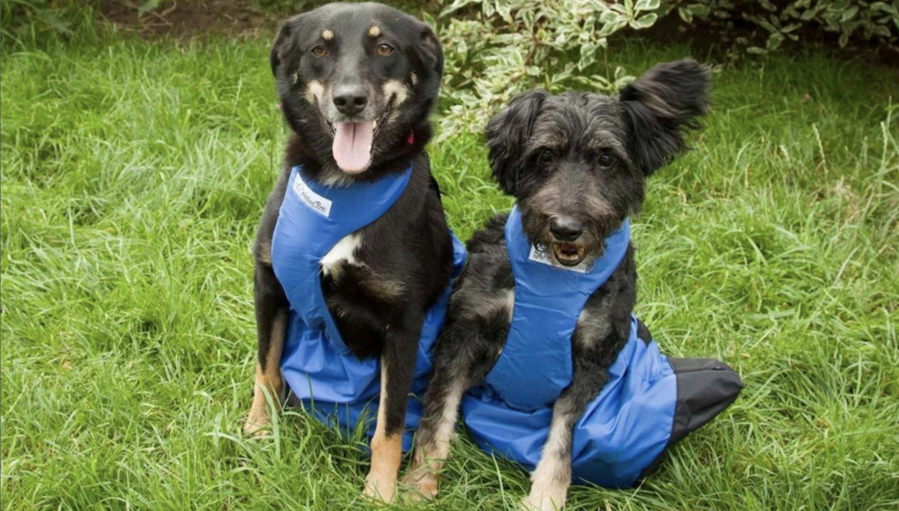 Die beiden Hündinnen brauchen einen Rollstuhl und suchen dringend ein neues Zuhause.