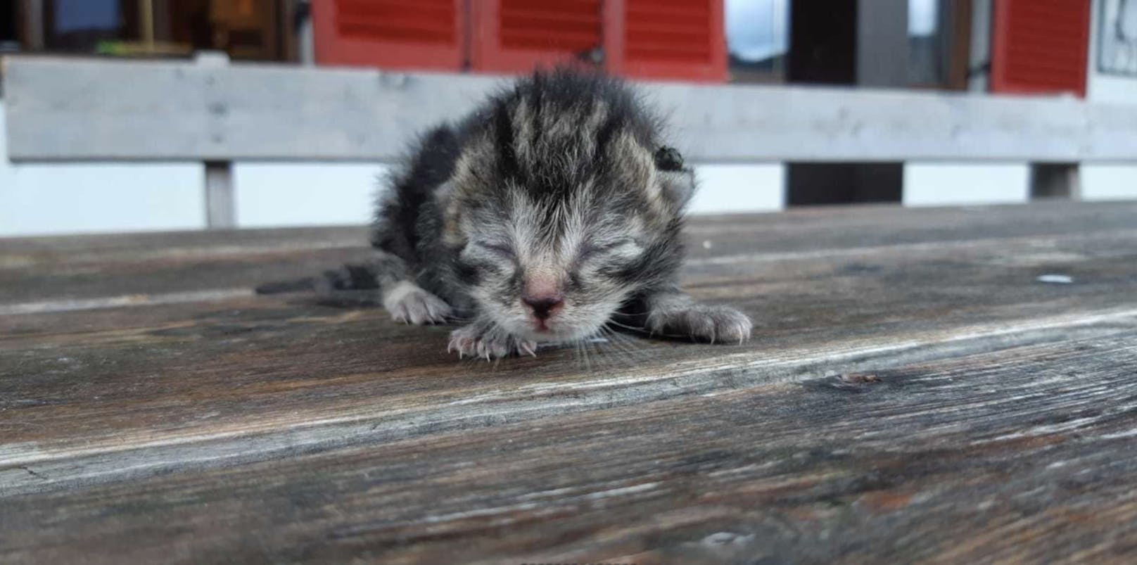 Der Tierschutzhof Lochen zeigt, wie gut sich gerettete Babykatzen erholen.