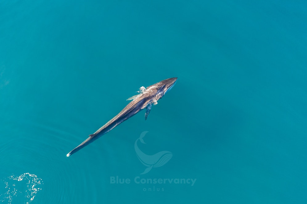 Traurige und zugleich erstaunliche Bilder von einem verstümmelten Finnwal. Das Tier wurde von einer Schiffsschraube und Fischernetzen schwer zugerichtet - schwimmt aber immer noch.   