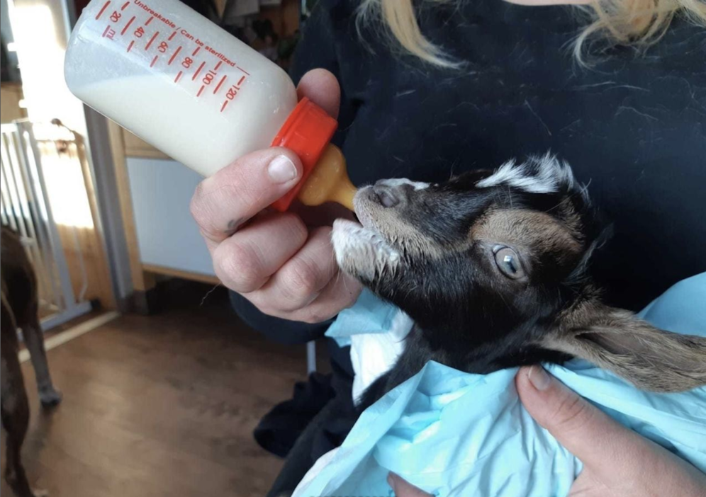Pfotenhilfe Chefin Johanna Stadler zieht das erst fünf Tage alte Zicklein mit der Flasche auf.