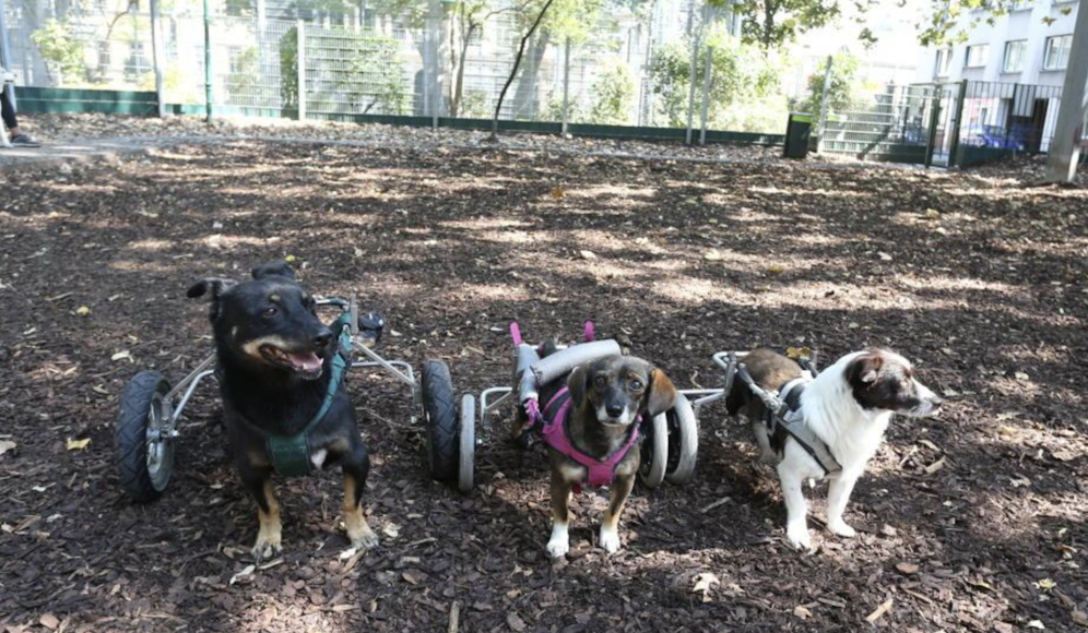 Die Rolli-Gang: Links: Hexy; in der Mitte: Nelly; rechts: Karli