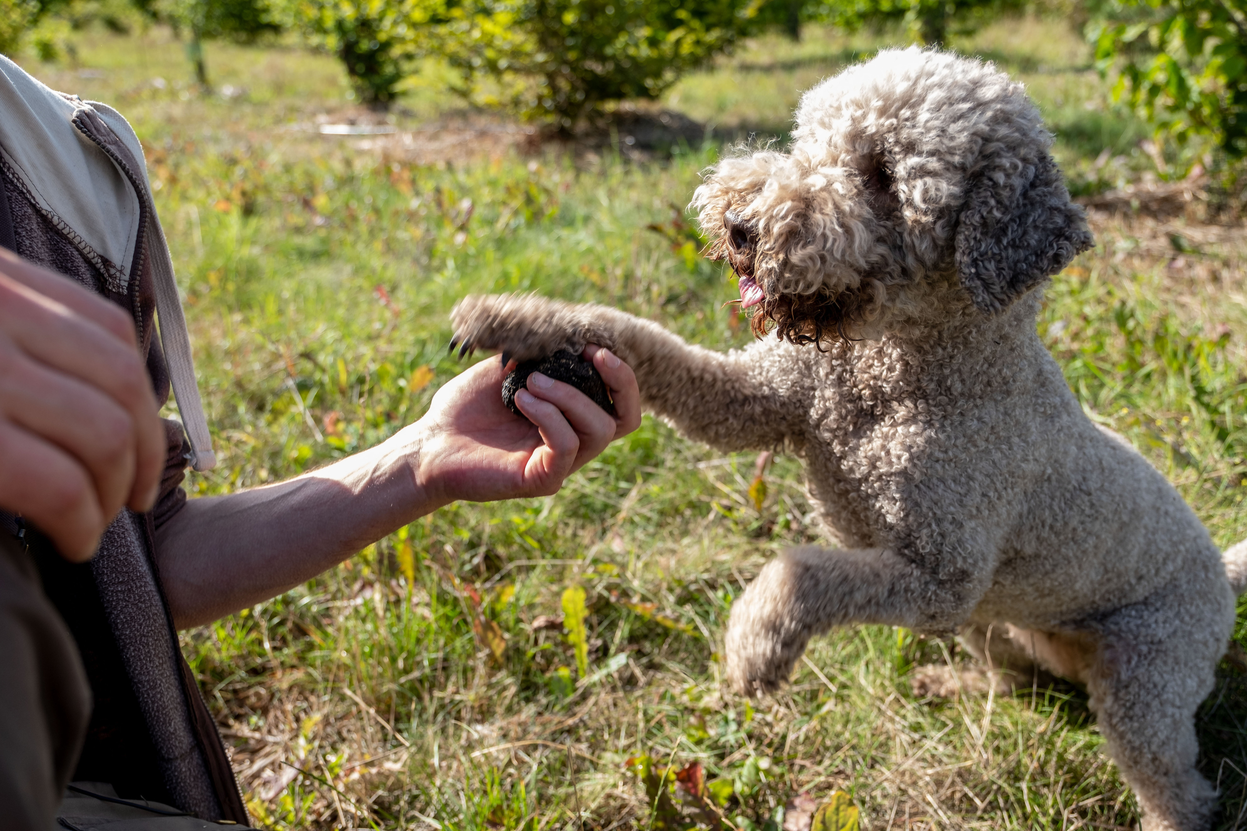 Heute.at - 50 Grad am Gehweg – Vorsicht beim Gassigehen