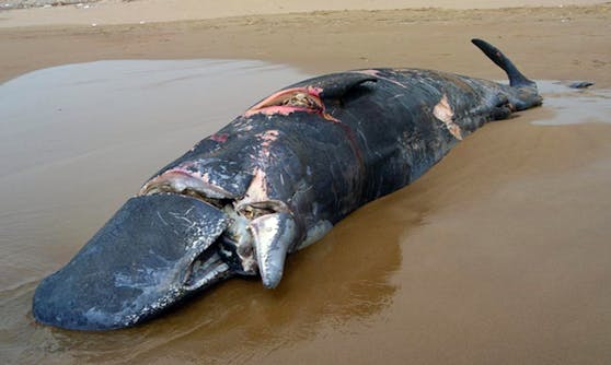 Unzählige Wale, wie dieser Pottwal, werden Opfer von Schiffskollisionen "ship strikes".&nbsp;