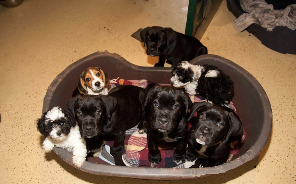 Alle acht Hundebabys sind weder gechippt, noch haben sie Papiere.