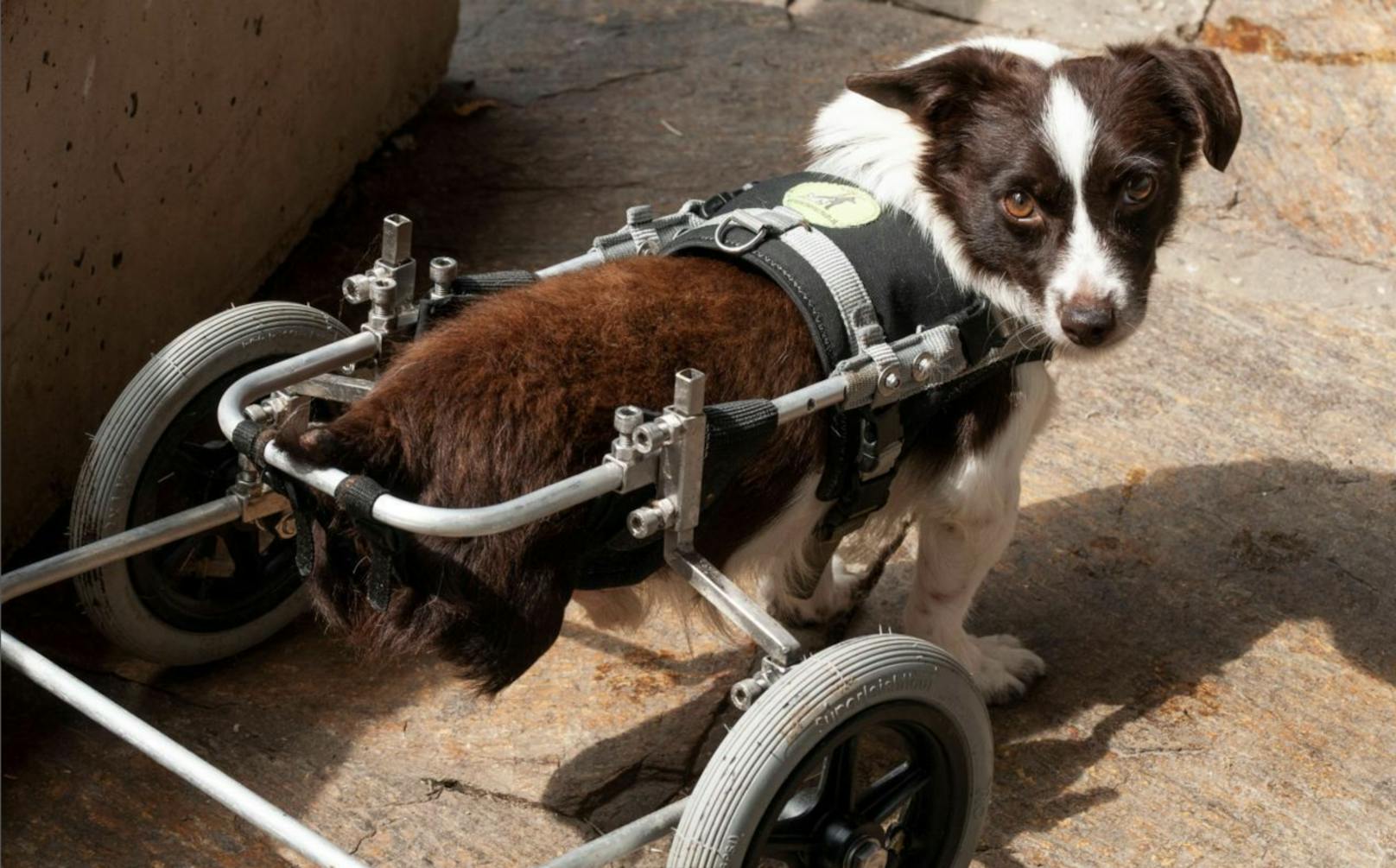 Danke "Heute"! Hund Karli bekommt Rollstuhl