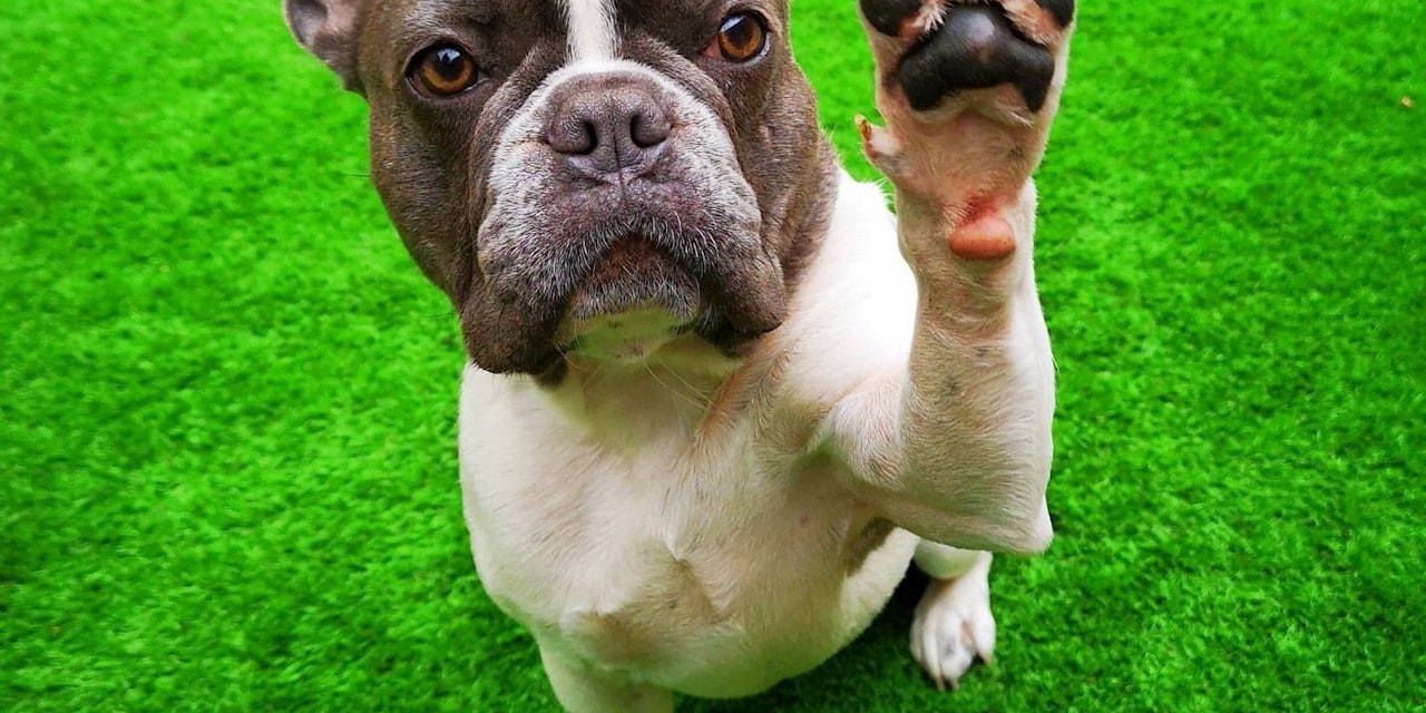 Pfote geben beim Hund das kann es bedeuten heute.at 100087791 Diashow