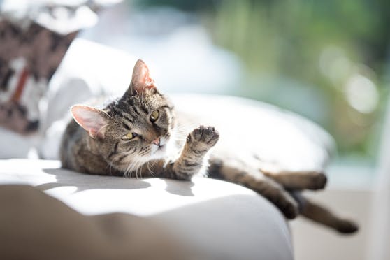 Erfahre hier, wie du deine Katze vor Überhitzung schützt und woran du erkennst, dass du mit ihr unbedingt zum Tierarzt gehen solltest. 