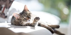 Gefährlicher Hitzschlag bei Katzen – 5 Anzeichen