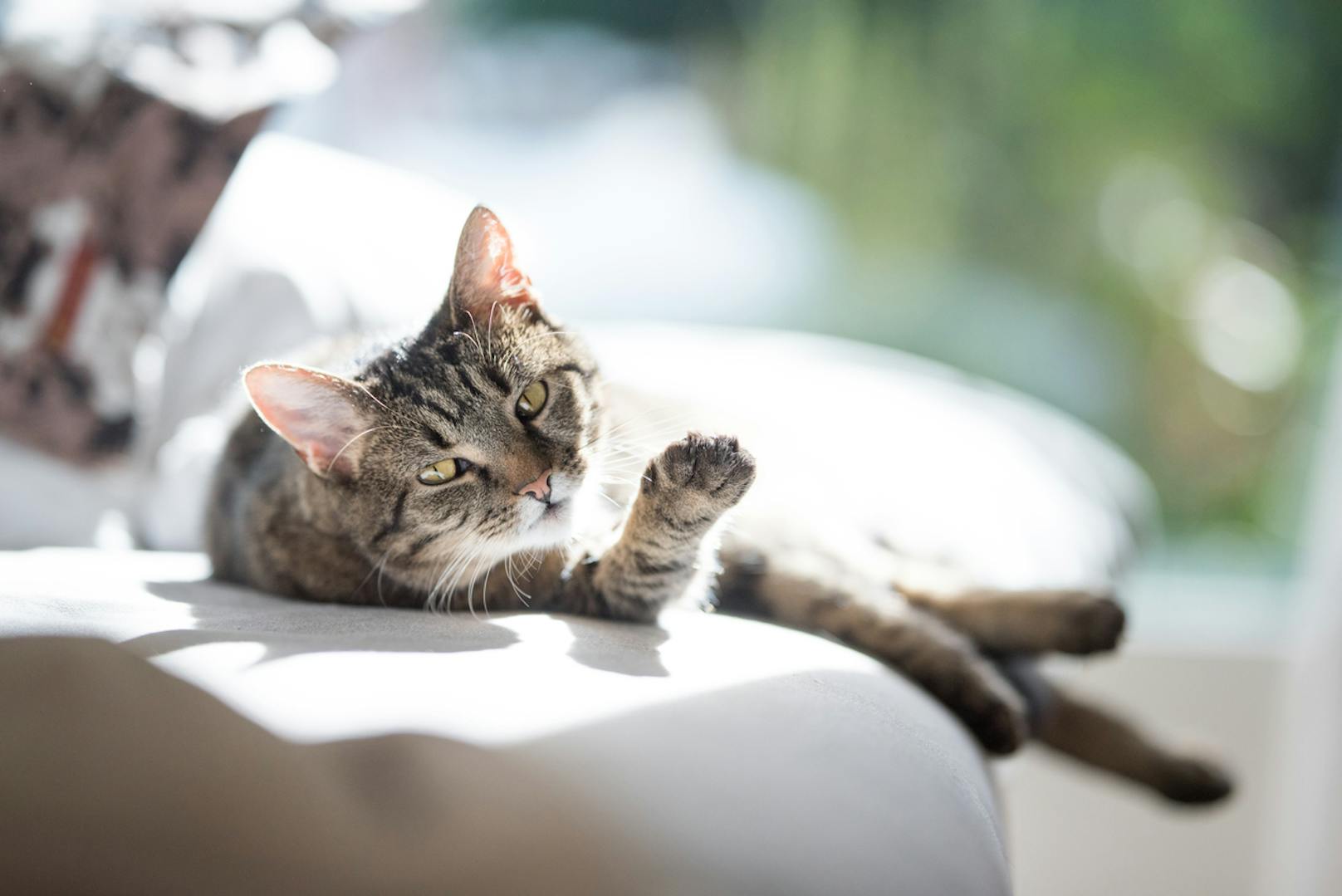 Gefährlicher Hitzschlag bei Katzen – 5 Anzeichen