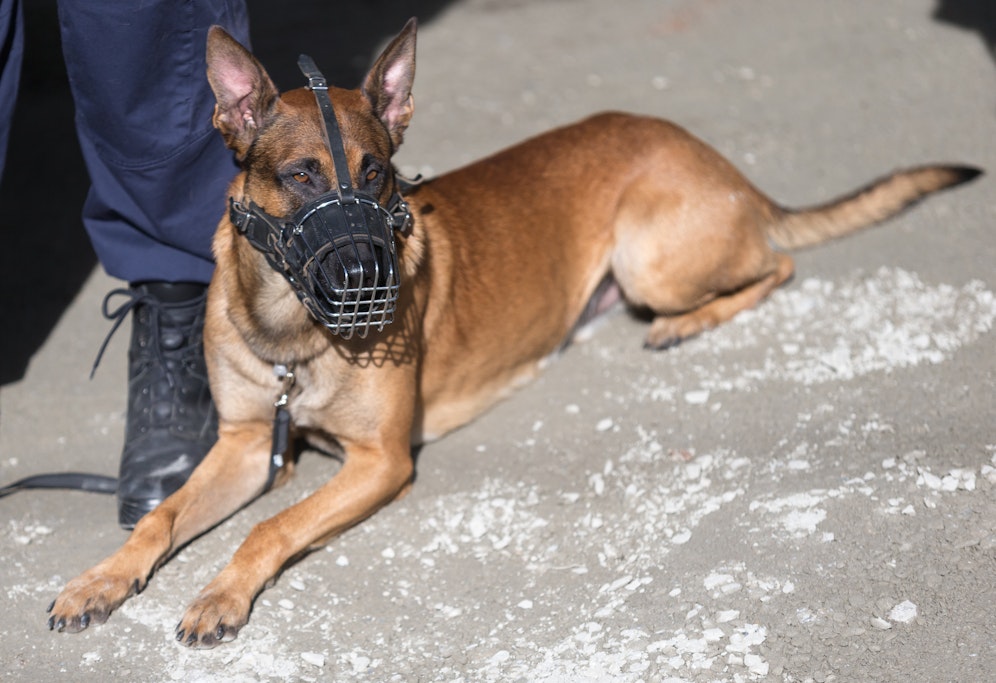 Ein Polizeihund hat in Kärnten ein 15-jähriges Mädchen angegriffen (Symbolbild).