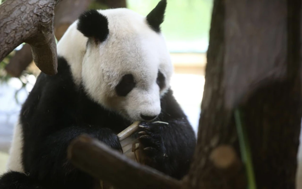 Yuan Yuan ist 19 Jahre alt und wiegt rund 104 Kilogramm.