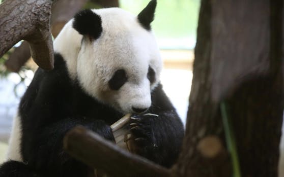 Yuan Yuan ist 19 Jahre alt und wiegt rund 104 Kilogramm.