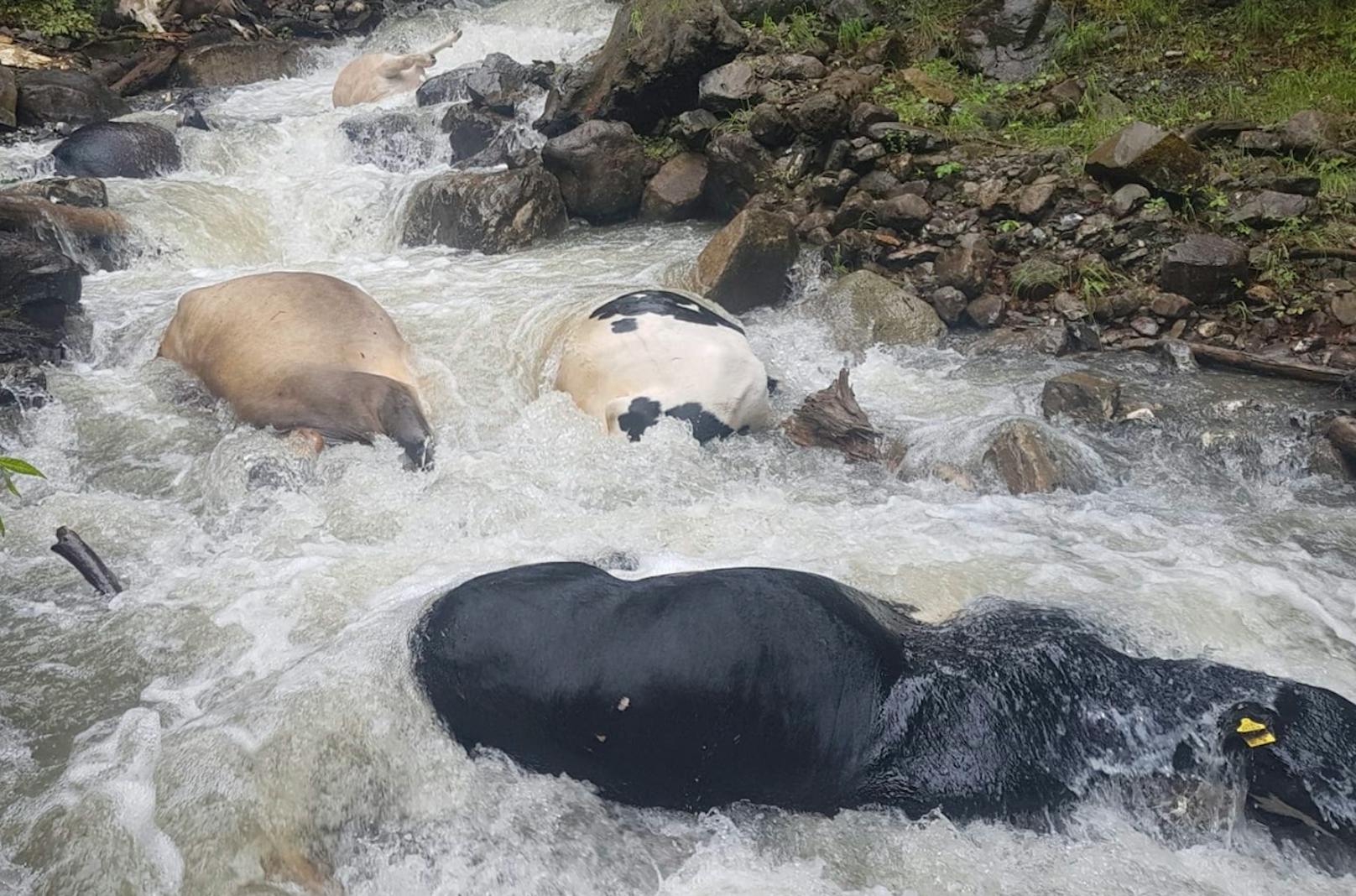 Im Schweizer Kanton Obwalden sind am Mittwoch (17. Juni 2020) mehrere Kühe aus Panik einen Hang hinunter gestürzt und dabei ums Leben gekommen.
