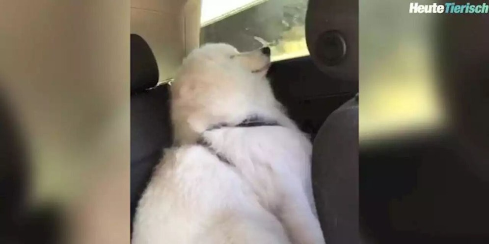 So sieht ein glücklicher Hund aus.