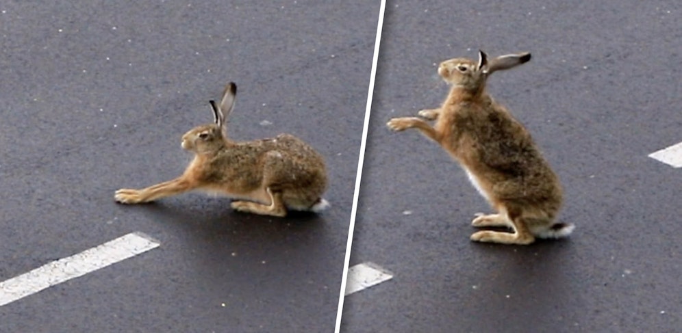 Hier macht ein Hase Gymnastik