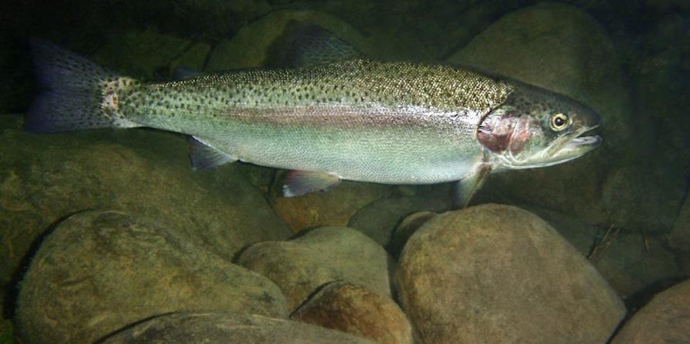 Rund 200 Regenbogenforellen verendeten.