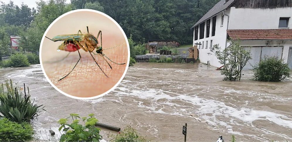 Nach den vielen Regenfällen der vergangenen Tage droht jetzt eine Gelsen-Invasion.