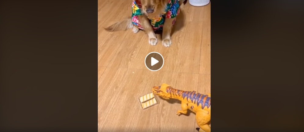 Lustiger Trick mit Dinosaurier.