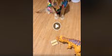 Dino-Trick bringt Retriever dazu, Essen auszuspucken