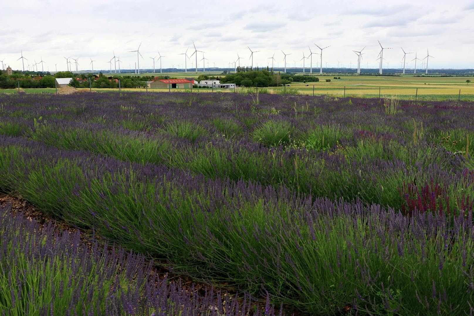 Das Lavendel-Feld des Landwirten.