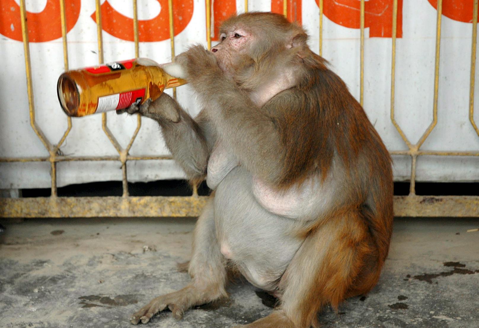 Alkoholsucht unter Affen,&nbsp; leider kein Einzelfall. Das Bild zeigt ein Weibchen namens Banno mit einem Bier in den Händen, aufgenommen bei einer Raststätte in Uttar Pradesh, 2006.