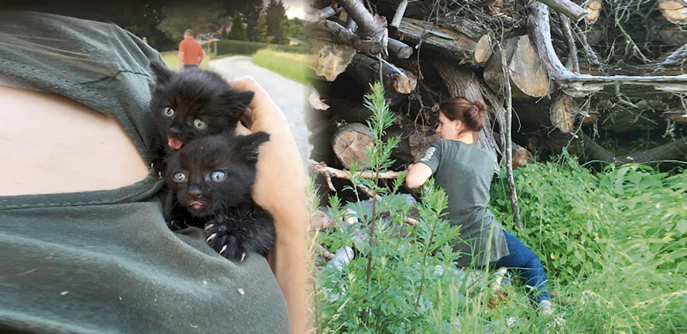 Die drei Katzenbabys versteckten sich in einem Holzstapel.