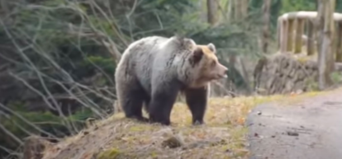 Bär-Attacke auf Wanderer in den Dolomiten Bär-Attacke auf Wanderer in den Dolomiten