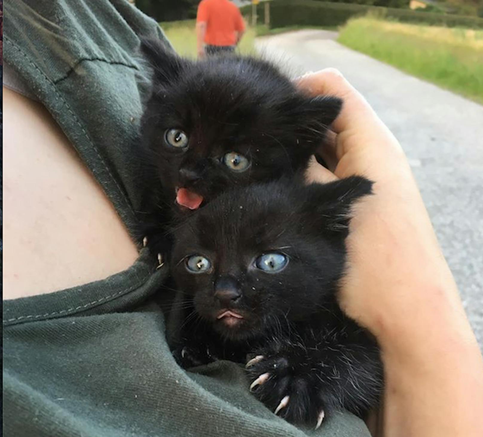 Zwei Katzenbabys sind ganz schwarz.