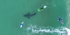Weißer Hai mischt sich unter ahnungslose Surfer