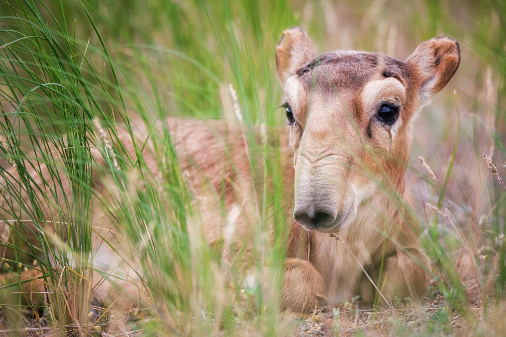 Baby-Boom bei den gefährdeten Saiga-Antilopen