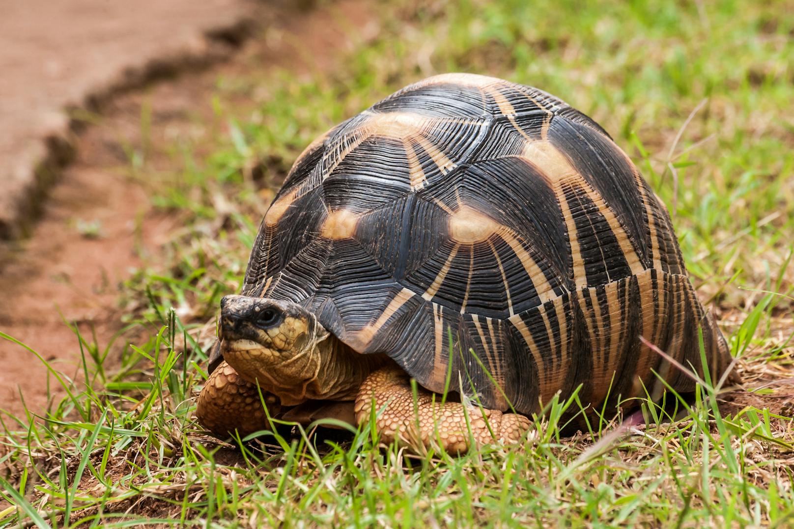 Auch die Madagaskar-Strahlenschildkröte steht - aufgrund von übermäßigem Fang - vor der Ausrottung.