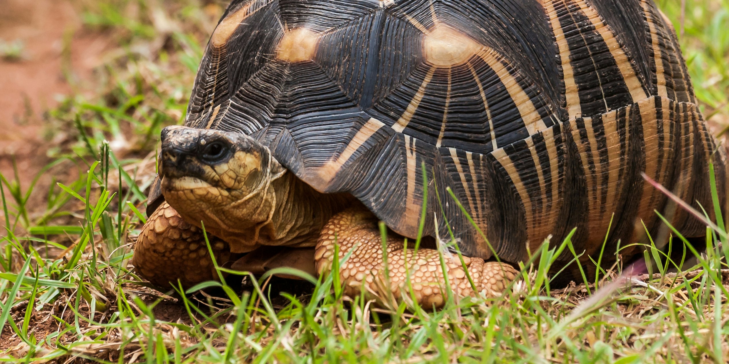 Über 180 Schildkröten-Arten stehen vor der Ausrottung Über 180 Schildkröten-Arten stehen vor der Ausrottung