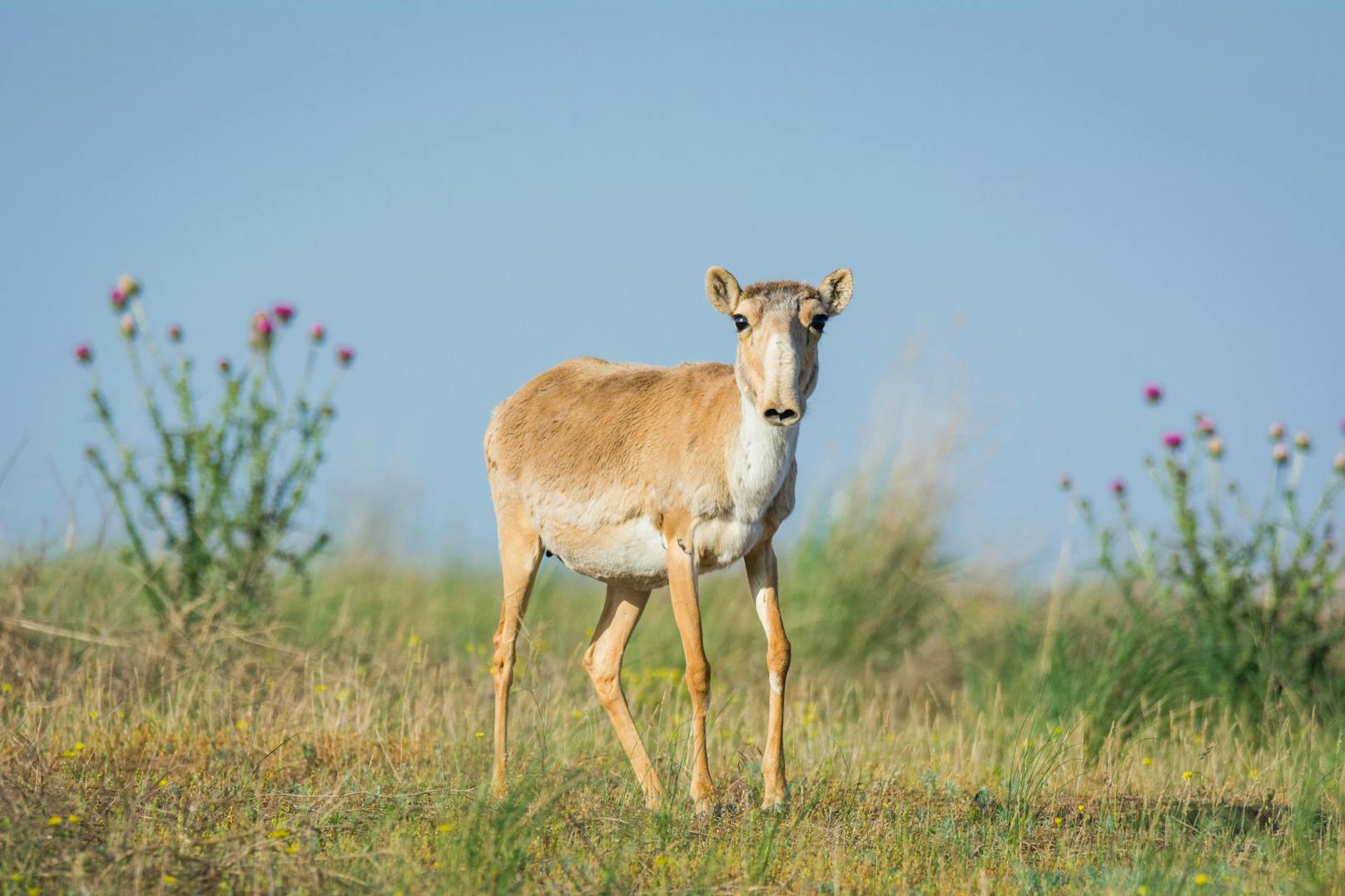 Seit 2007 zählen die Tierschützer im Naturpark am kasachischen&nbsp;Ustjurt-Plateau die Saiga-Antilopen.