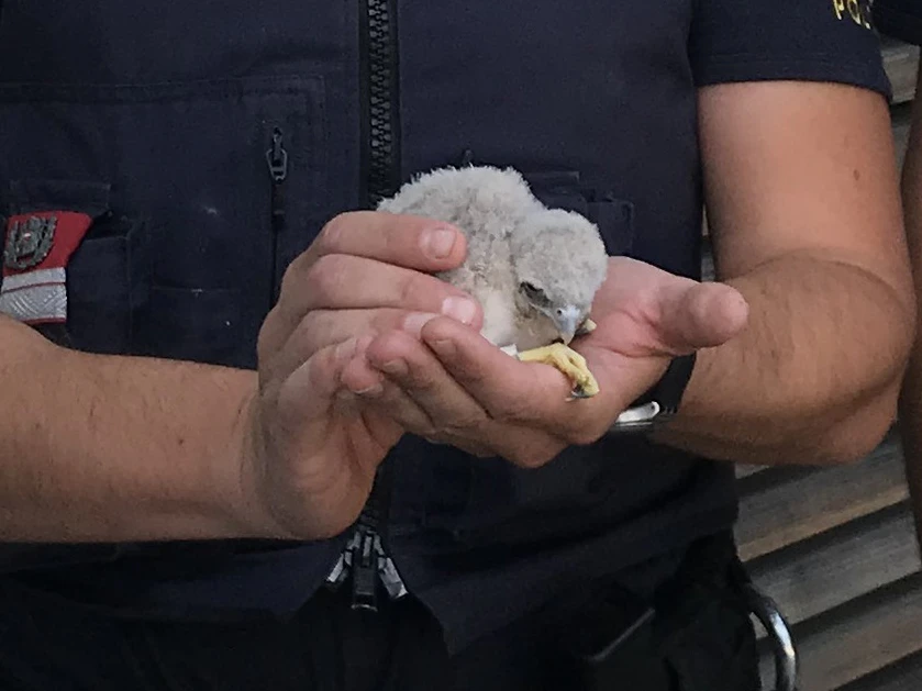 Der Jungvogel wurde von den Beamten mit Wasser aufgepäppelt.