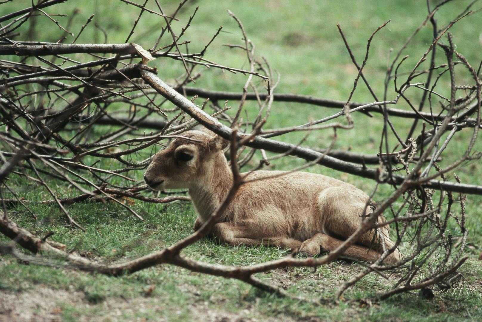 Bei den seltenen Saiga-Antilopen gibt es heuer einen regelrechten Baby-Boom.