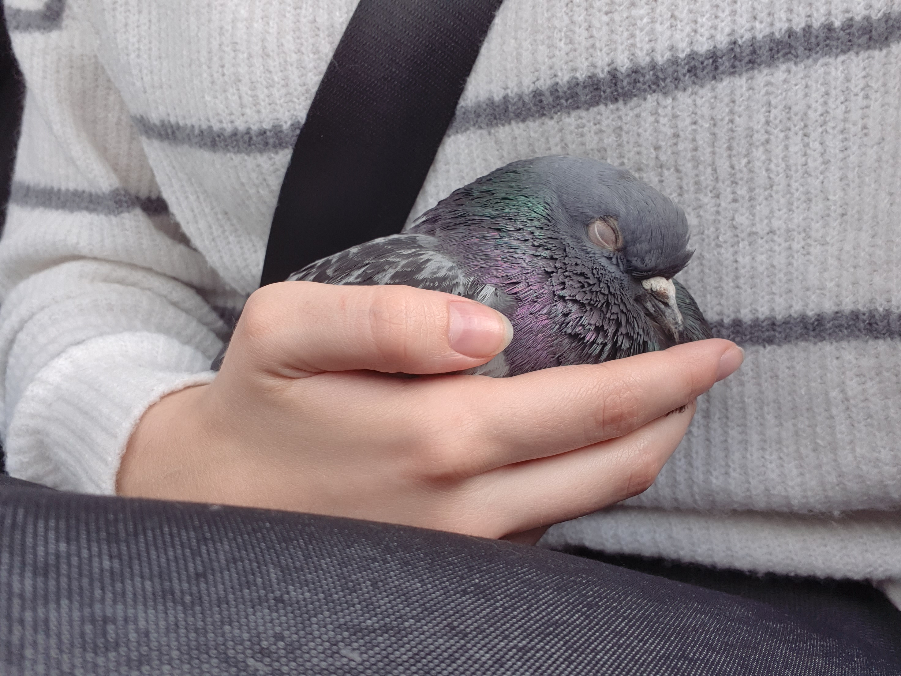 Erneuter Fall von Tierquälerei an Tauben. Diesmal schoss einer auf das arme Tier.