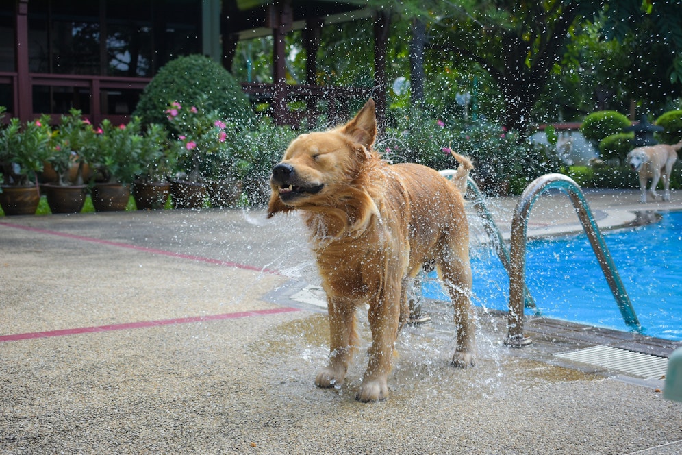 In Wien kann man an meheren Orten mit Hund baden.