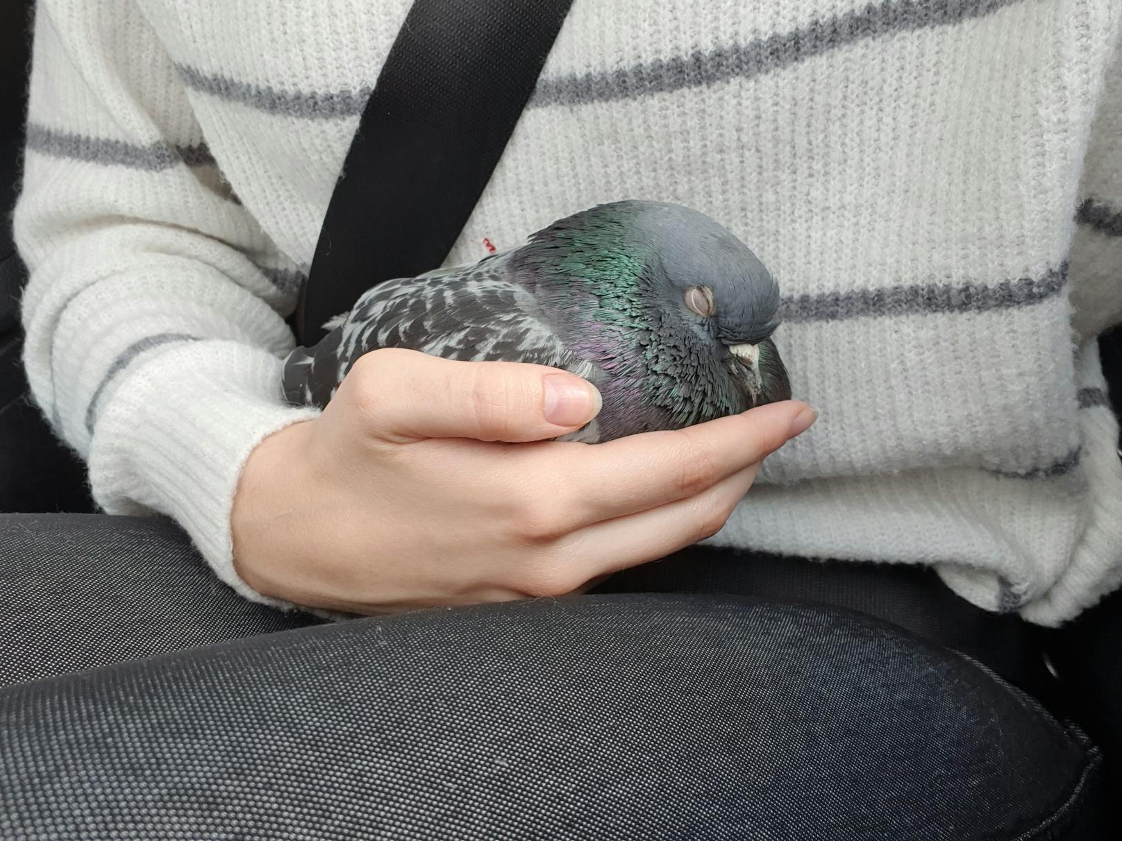 Erneuter Fall von Tierquälerei an Tauben. Diesmal schoss einer auf das arme Tier.