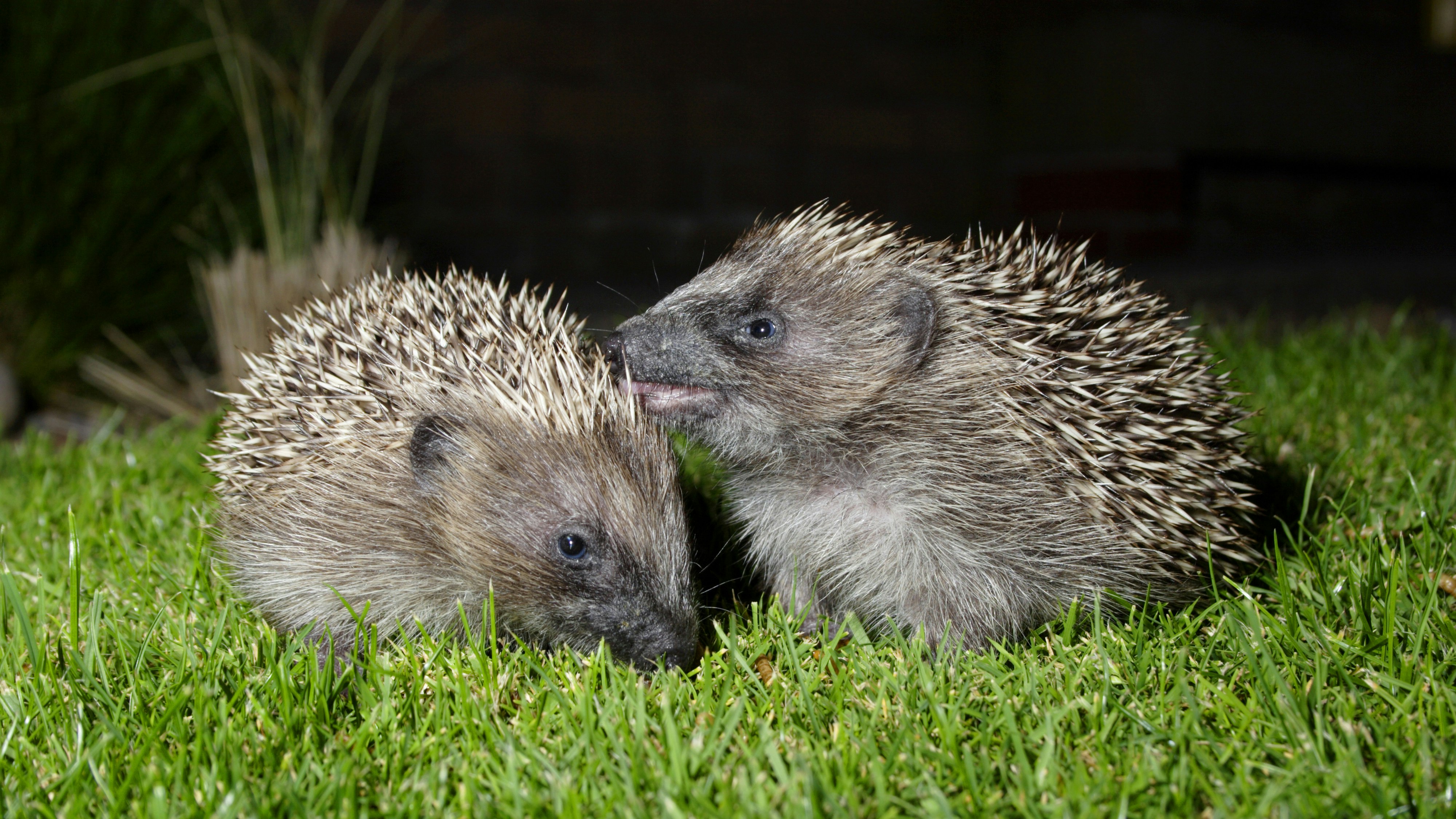 Heute.at - Igel in tödlicher Gefahr – Autofahrer sollen mithelfen